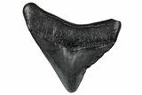 Juvenile Megalodon Tooth - South Carolina #340452-1